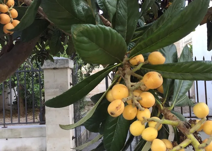 Bed & Breakfast Palazzo De Carlo E Il Parco Dei 7 Pozzi Lecce